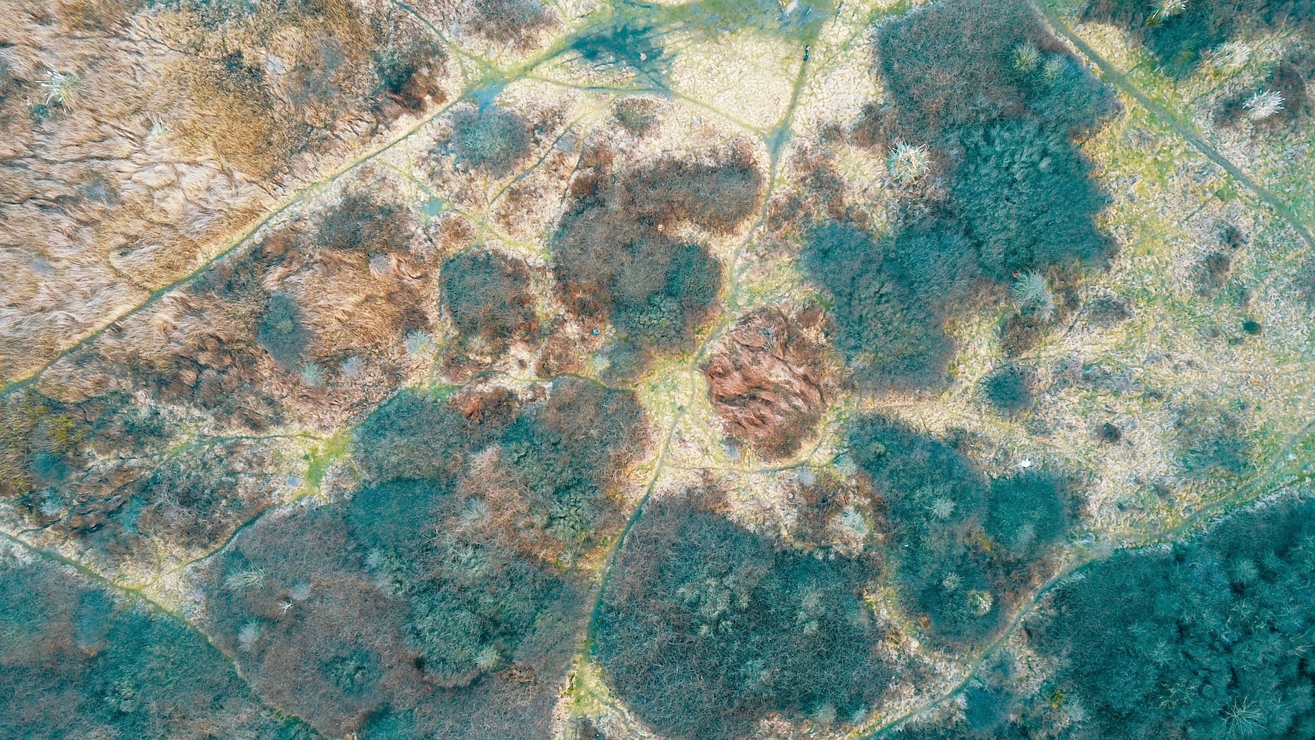 Mould in Your Property